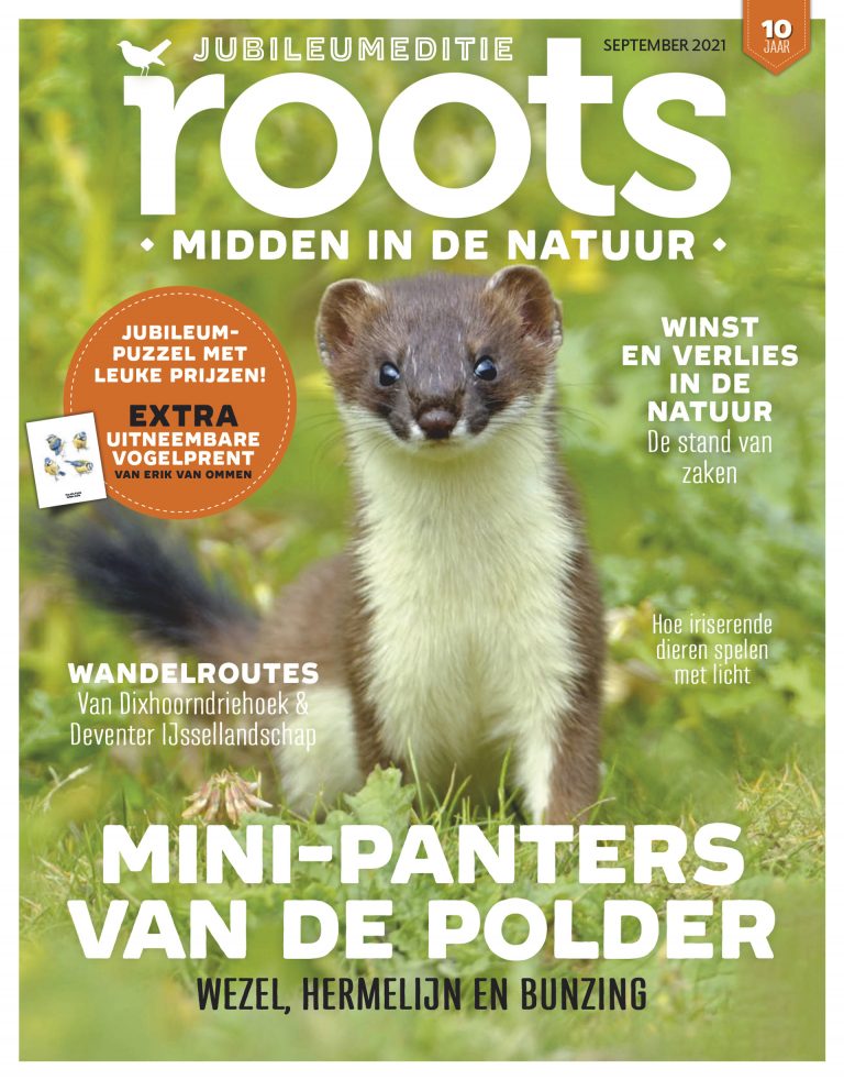 Roots editie 9 – 2021