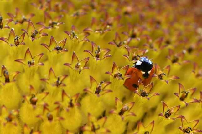 Top 10 meest voorkomende vogels in Nederland