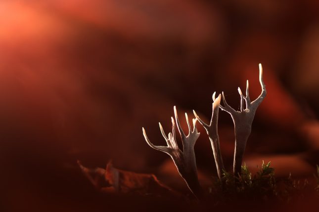 Paddenstoelen