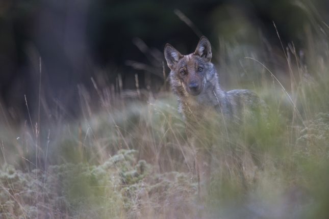 Wolvenkaart: waar zitten de wolven precies in en rondom Nederland?