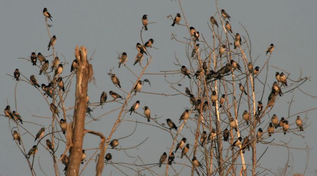 Een kolonie roze spreeuwen