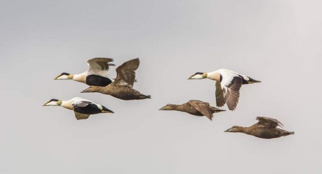 120 vogelsoorten op Texel