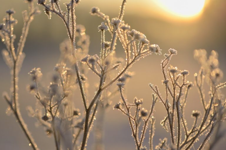 De 5 mooiste Roots-wandelingen om de winter te beleven