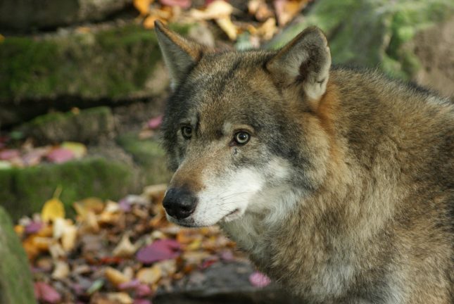 Europese Wolf