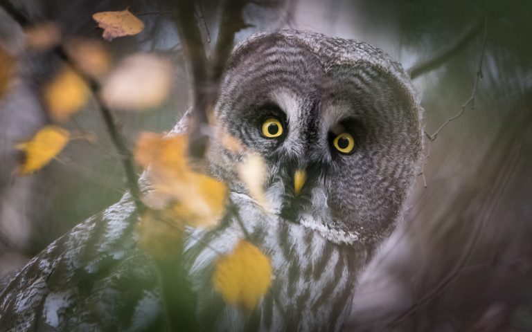 Acht winnaars van de Roots Natuurfotowedstrijd 2018