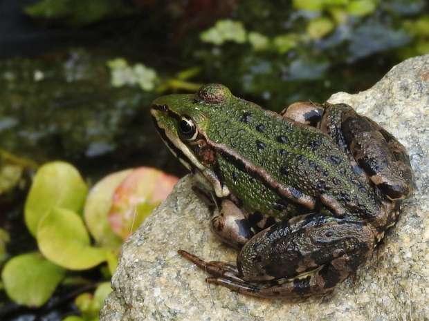 Creëer je eigen tuinvijver