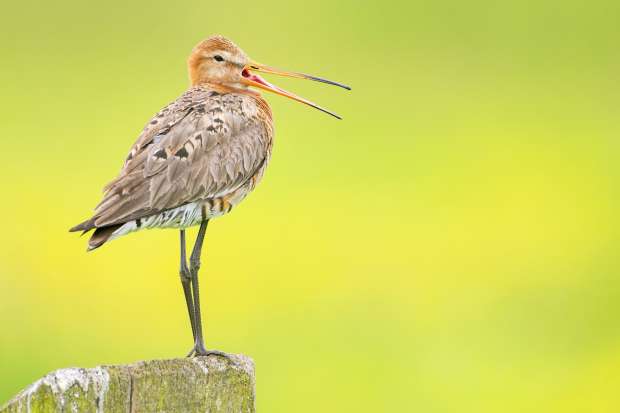Nieuw succesvol weidevogelgebied