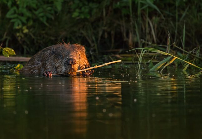 bever