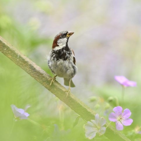 Foto van de Maand januari