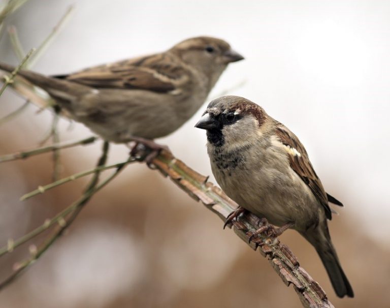 Top 10 van de meest voorkomende vogels in Nederland