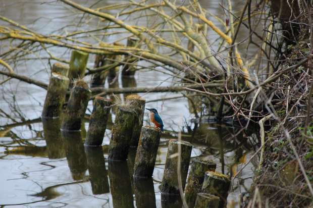 Hoe vind je zelf een ijsvogel?