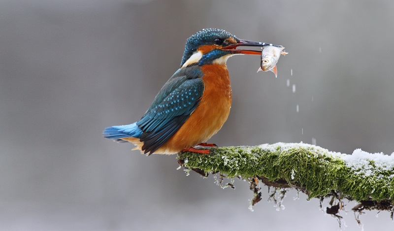 ijsvogel-archief-sanoma