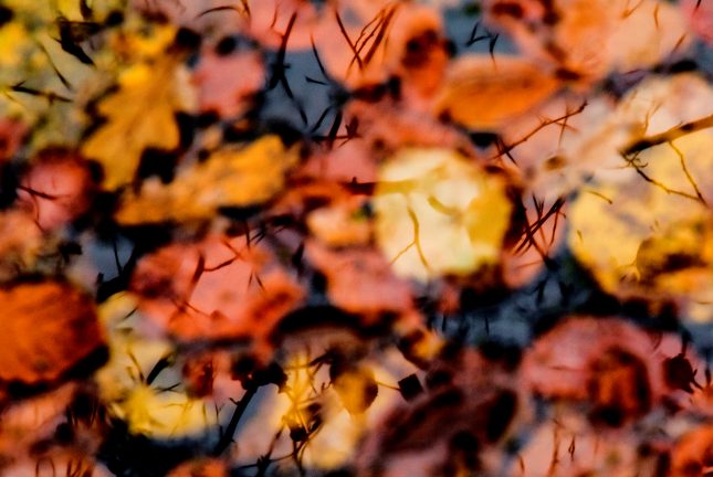 Foto van de Maand oktober 2019