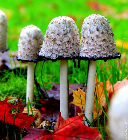 Paddenstoelen
