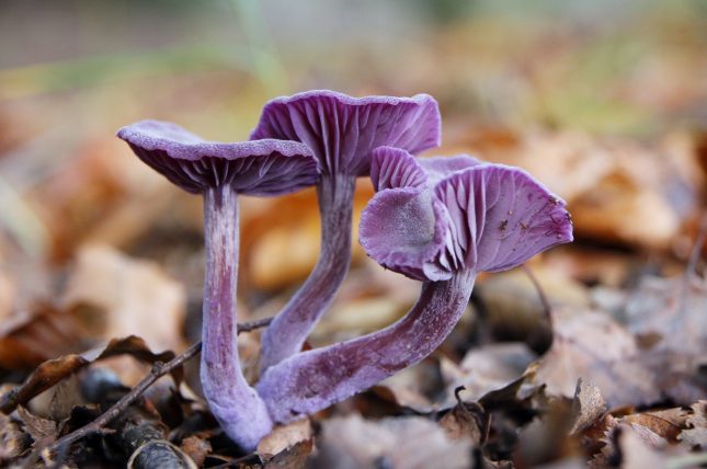 Paddenstoelen