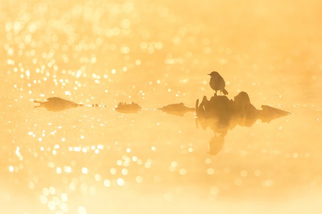 Foto van de Maand oktober