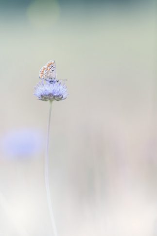 IGPOTY