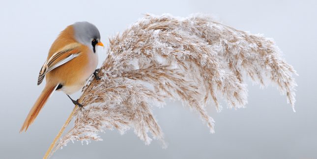 baardmannetjes