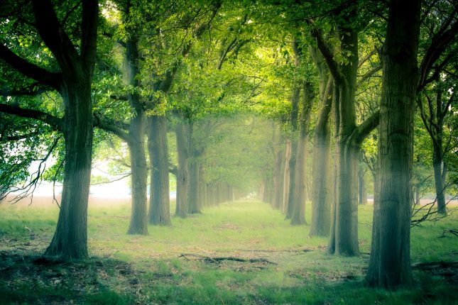 wandelarrangement