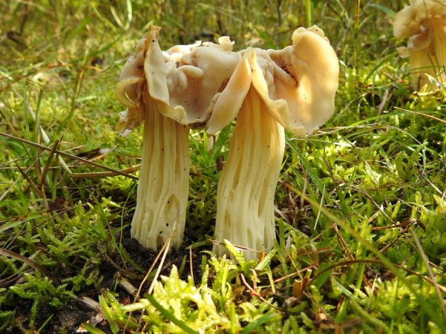 Paddenstoelen