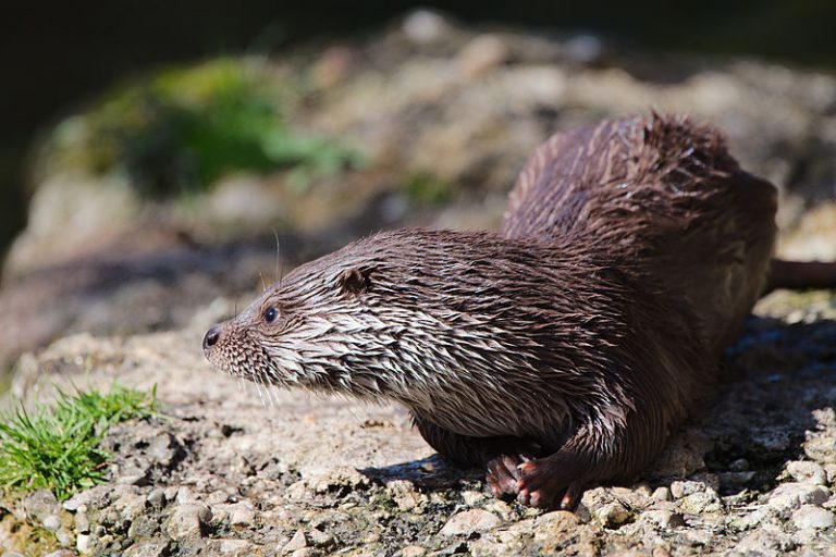 Al 140 otters in Nederland!