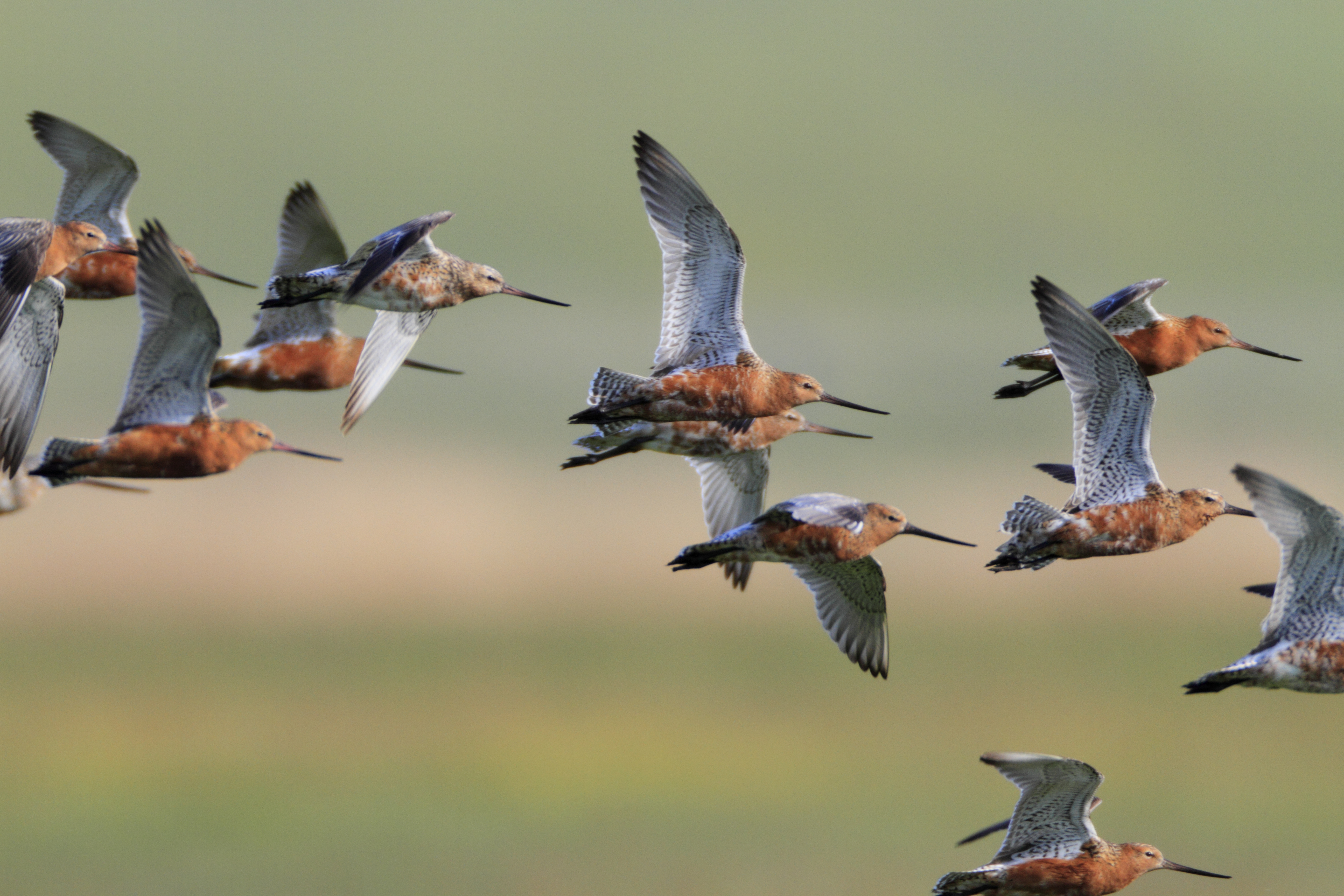 migraties