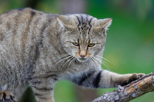 wilde kat
