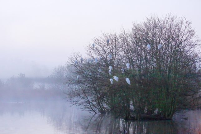 Harderbos