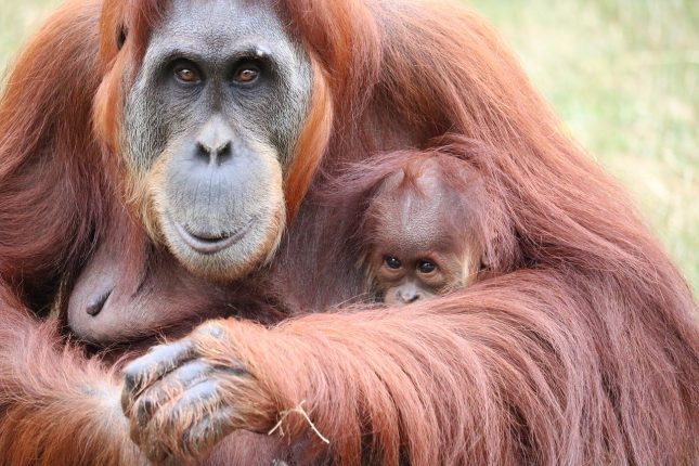 Baby orang oetan