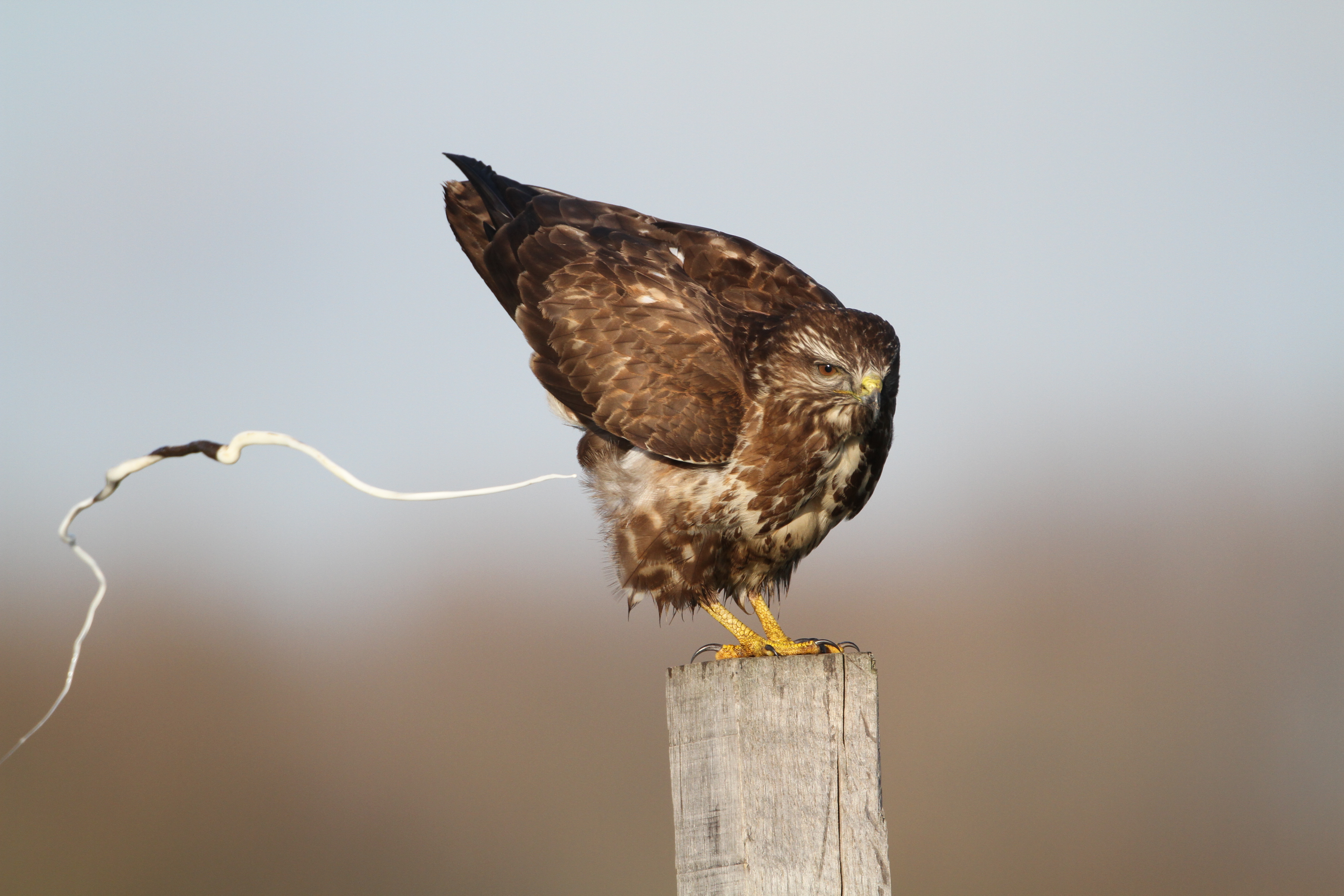 Dieren En Hun Poep Met Handige Poep Zoekkaart
