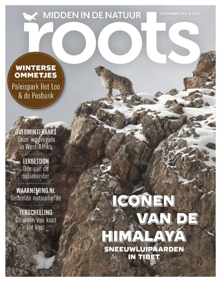 Roots 12 – november 2017