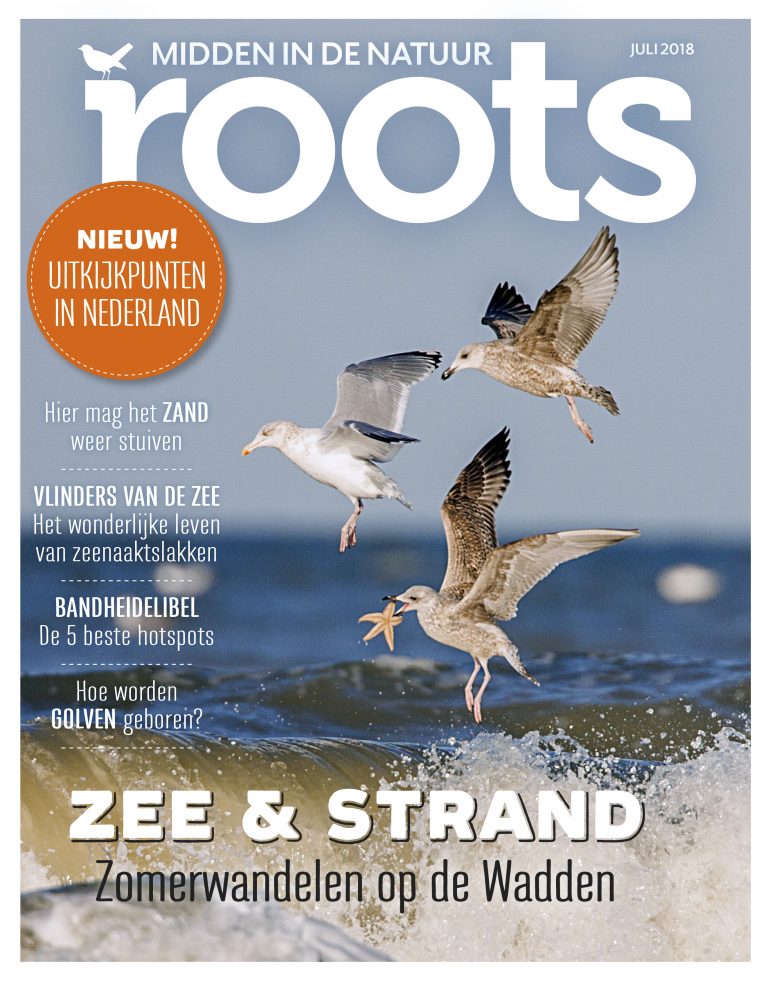 Roots juli 2018
