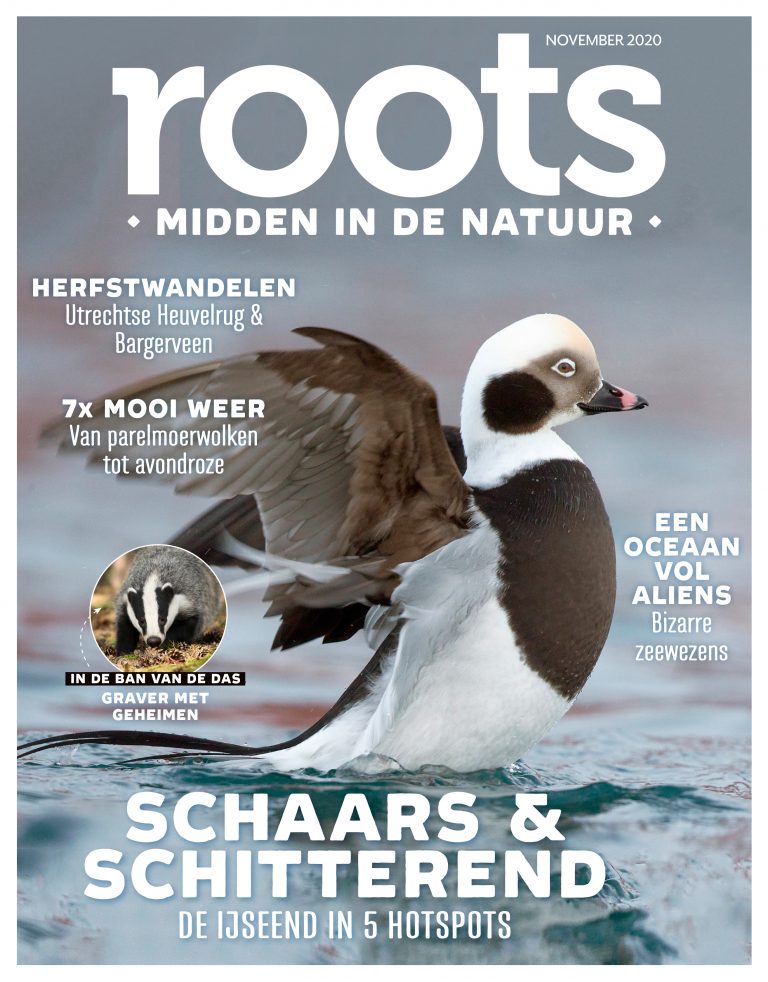 Roots editie 11 – 2020