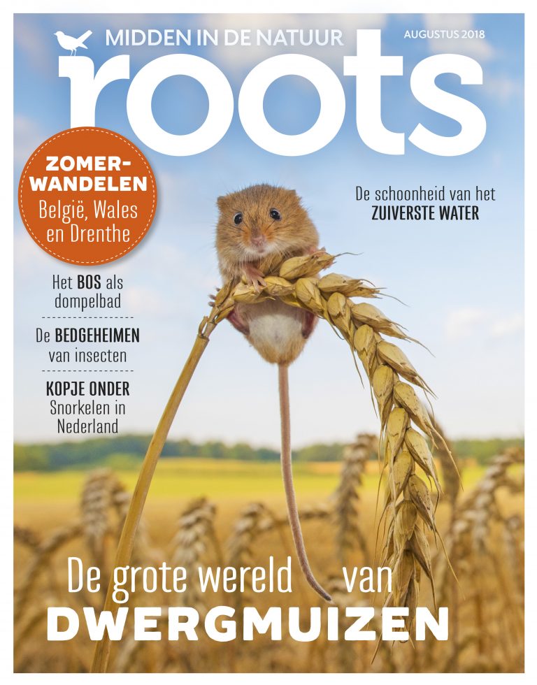 Roots augustus 2018