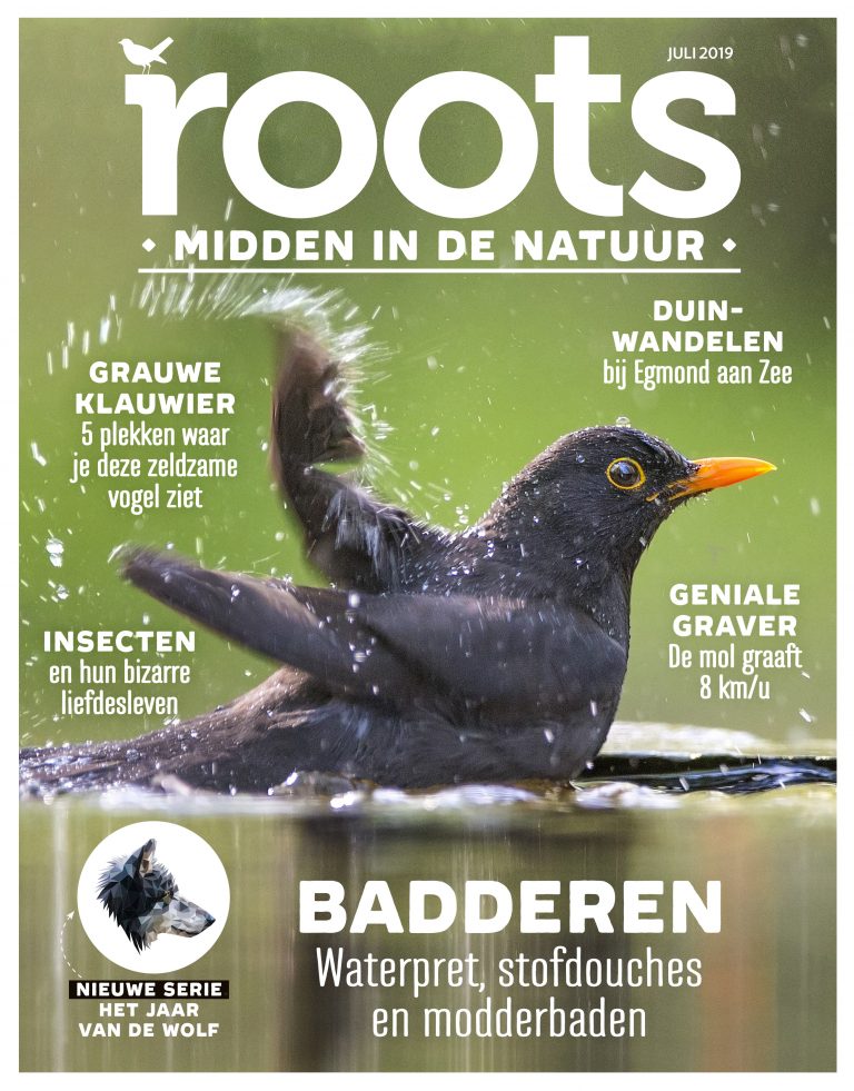 Roots juli 2019