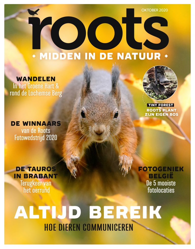 Roots editie 10 – 2020