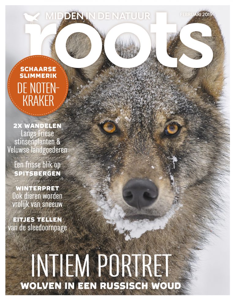 Roots februari 2019
