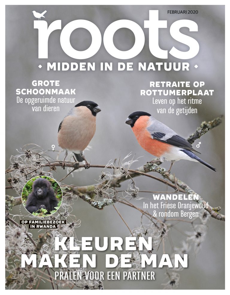 Roots editie 2 – 2020