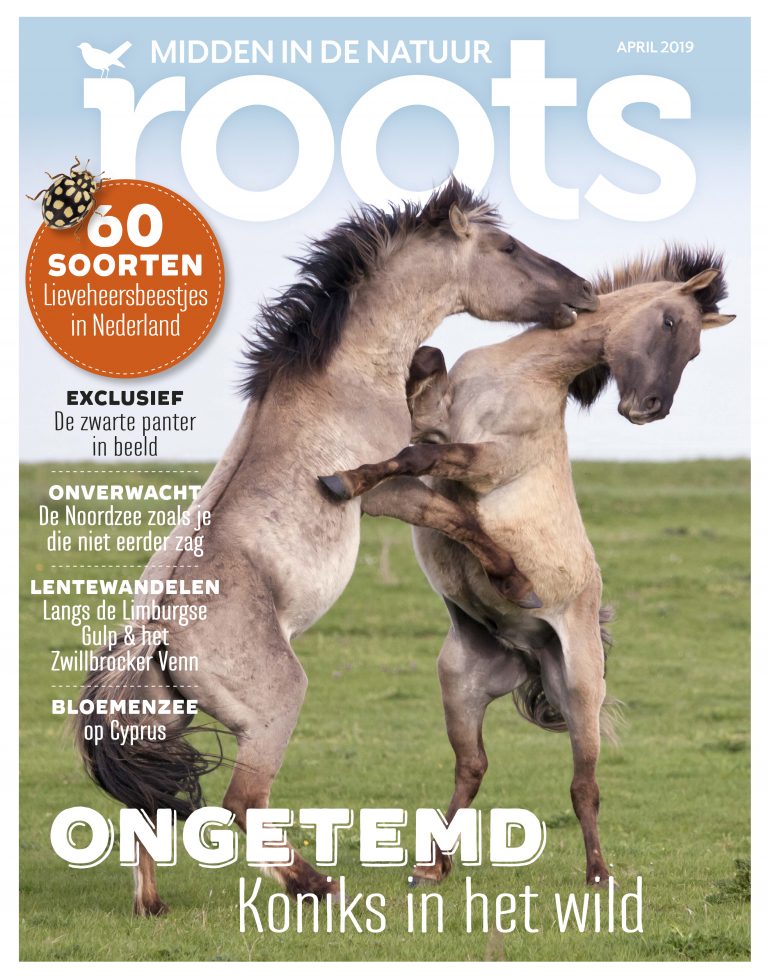 Roots april 2019