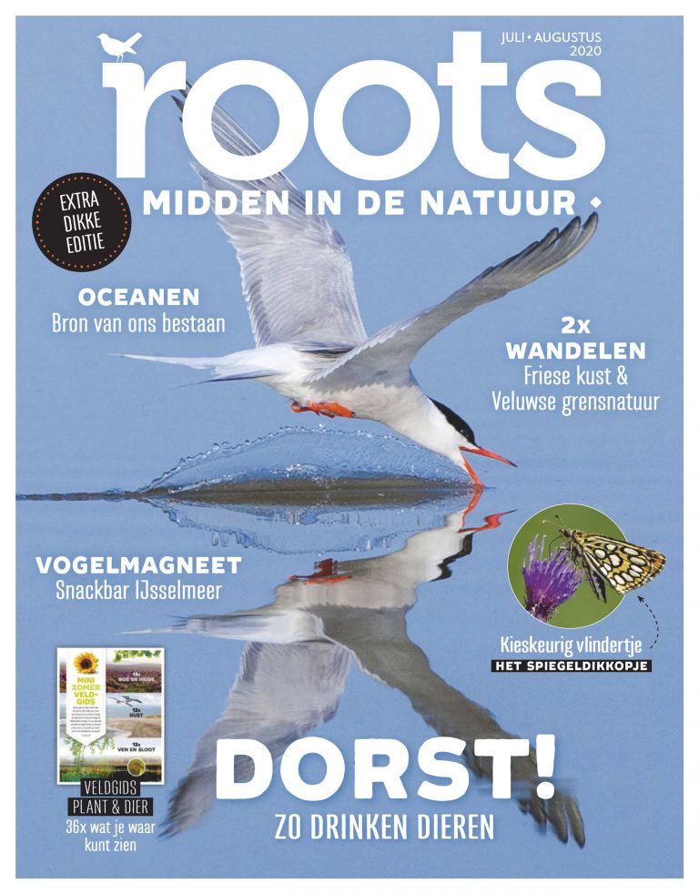 Roots editie 7/8 – 2020