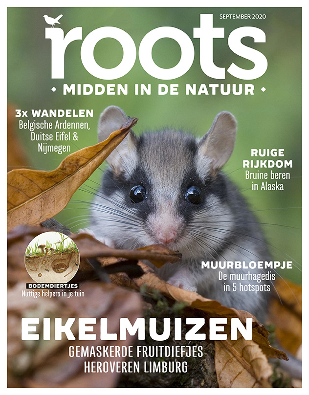 Roots editie 9 – 2020