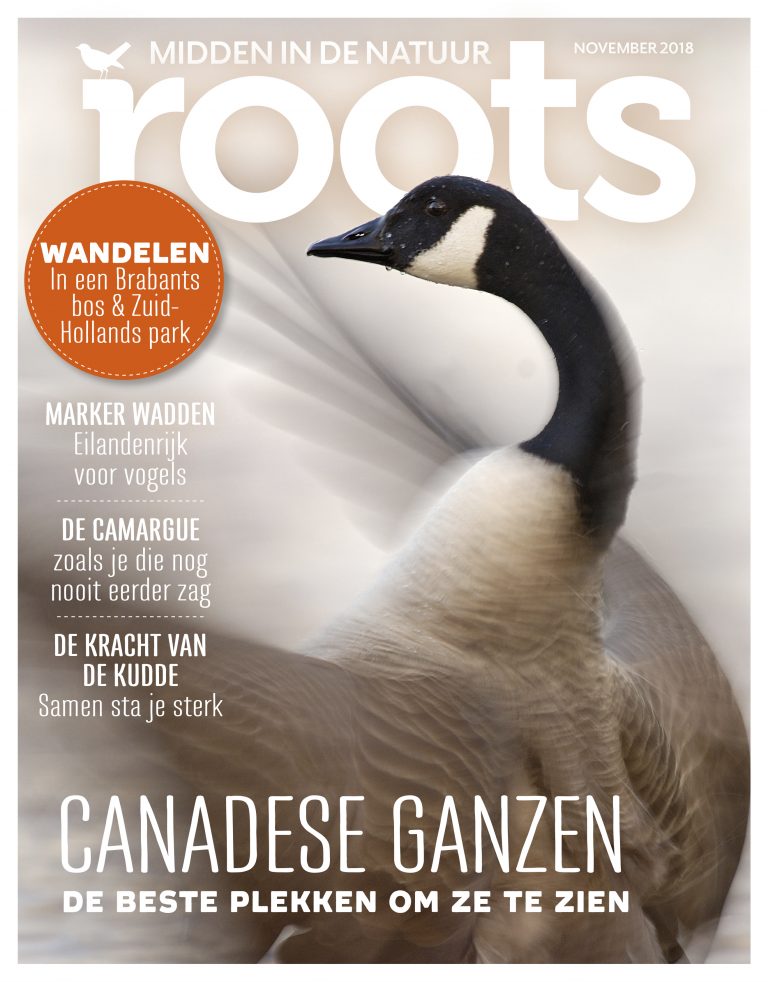 Roots november 2018