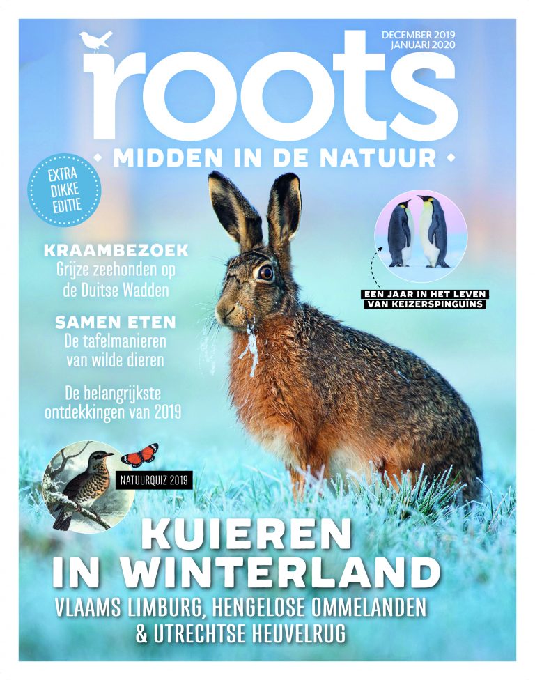 Roots december 2019 + januari 2020