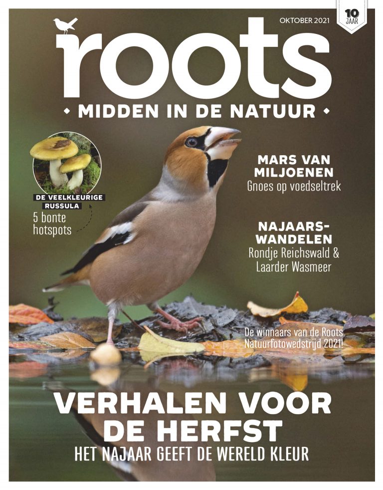 Roots editie 10 – 2021