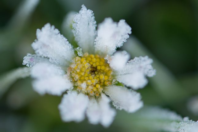 Eindejaars plantenjacht