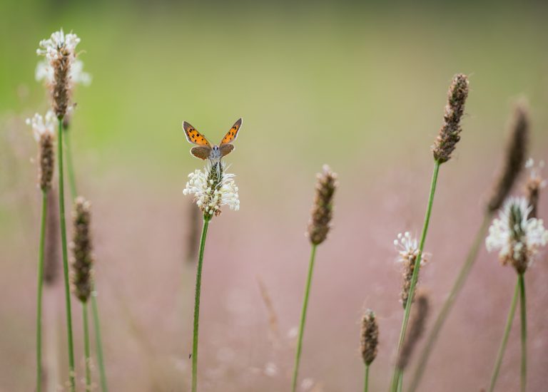 Kleine vuurvlinder
