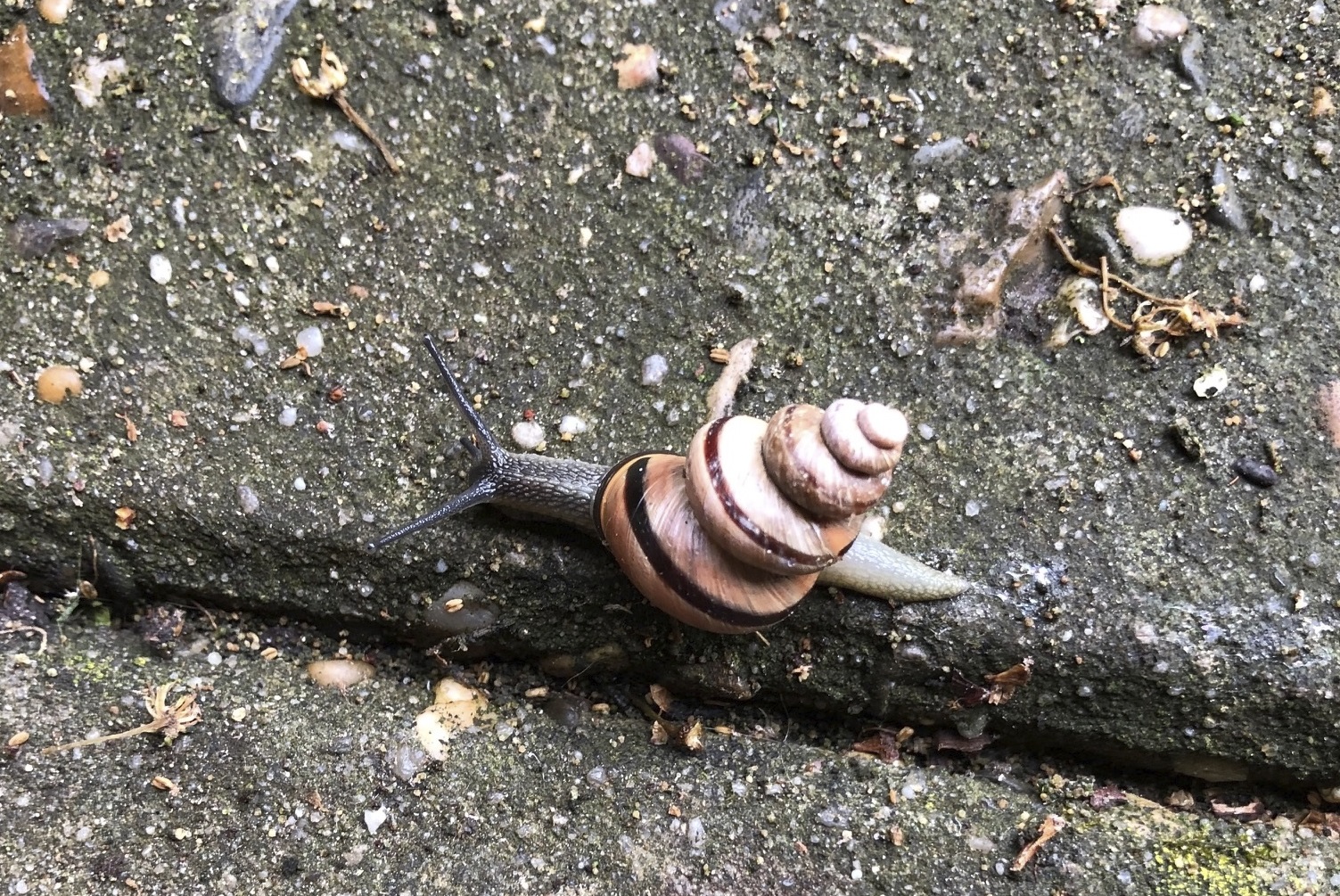 Wat een vraag waarom heeft deze slak zo