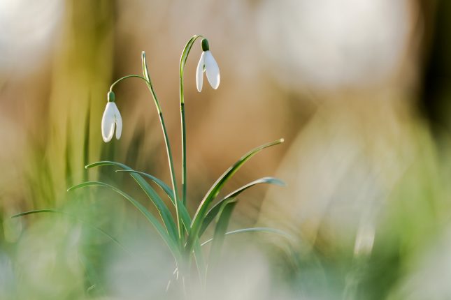 Foto van de Maand maart 2018