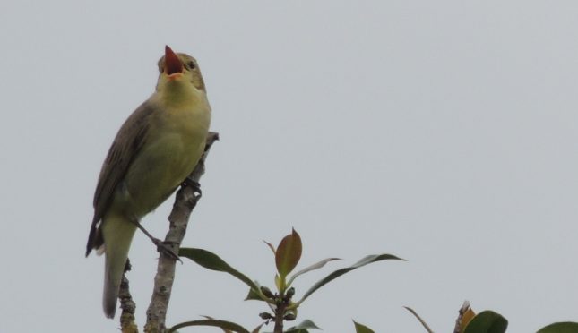 Spotvogel