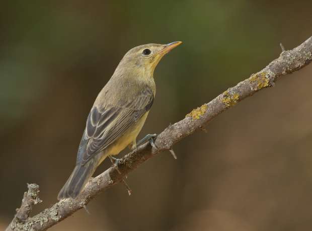 Hoe spot je een spotvogel?
